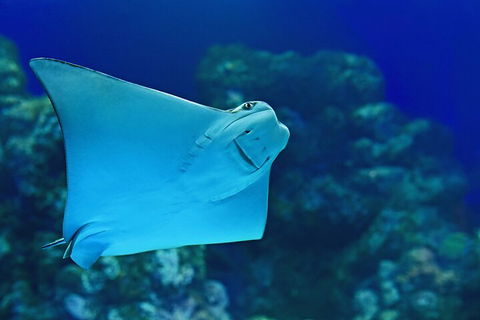 Cairns Aquarium Marine Life Encounter Ticket With 2-Course Lunch - Dalby Accommodation 4