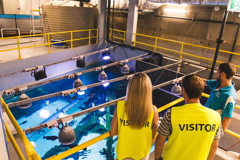 Cairns Aquarium Marine Life Encounter Ticket With 2-Course Lunch - Dalby Accommodation 5
