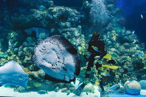 Cairns Aquarium Dive With The Sharks - Dalby Accommodation 2