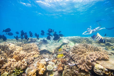 Outer Reef Pontoon Experience From Cairns - Dalby Accommodation 4