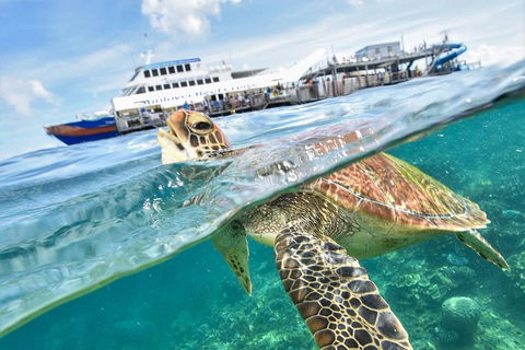 Outer Reef Pontoon Experience From Cairns - Dalby Accommodation 5
