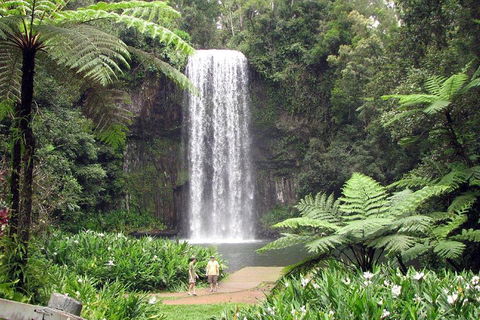Private Daintree And Cape Tribulation Tour From Port Douglas - Dalby Accommodation 0