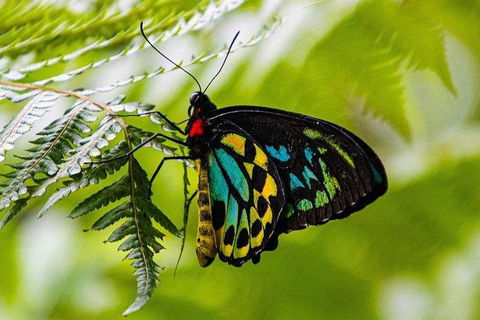 Private Daintree And Cape Tribulation Tour From Port Douglas - Dalby Accommodation 2