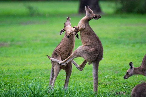 Private Daintree And Cape Tribulation Tour From Port Douglas - Dalby Accommodation 4