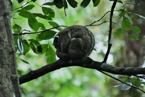 Private Daintree And Cape Tribulation Tour From Port Douglas - Dalby Accommodation 5