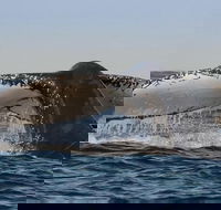 Sydney Whale-Watching Cruise Including Lunch or Breakfast - Dalby Accommodation