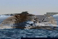 Sydney Whale-Watching Cruise Including Lunch or Breakfast