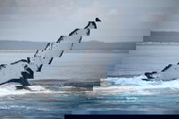 Book Viator Accommodation Vacations Dalby Accommodation Dalby Accommodation