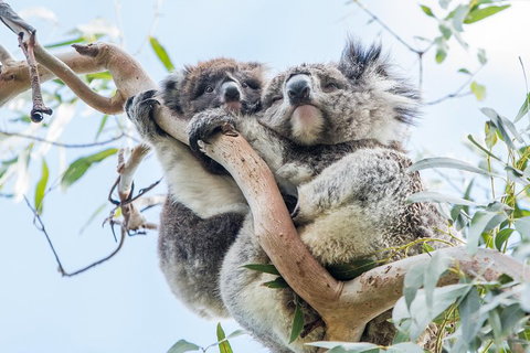 Great Ocean Road And 12 Apostles Day Trip From Melbourne - Dalby Accommodation 1