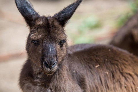 Australian Wildlife Tour At Melbourne Zoo Ticket - Dalby Accommodation 0