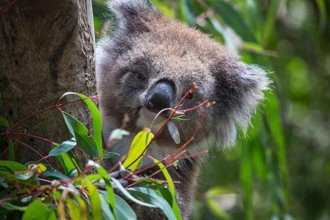 Australian Wildlife Tour At Melbourne Zoo Ticket - Dalby Accommodation 1