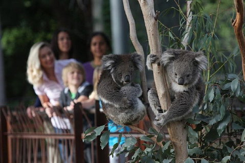 Australian Wildlife Tour At Melbourne Zoo Ticket - Dalby Accommodation 2