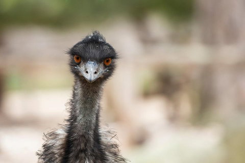 Australian Wildlife Tour At Melbourne Zoo Ticket - Dalby Accommodation 3
