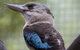 Australian Wildlife Tour At Melbourne Zoo Ticket - thumb 4
