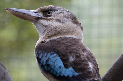 Australian Wildlife Tour At Melbourne Zoo Ticket - Dalby Accommodation 4