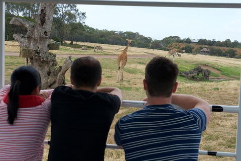 Off-Road Safari At Werribee Open Range Zoo - Dalby Accommodation 4