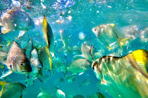 Moreton Island Day Trip (Kayak, Snorkel & Sandboard) Frm Brisbane Or Gold Coast - Dalby Accommodation 1