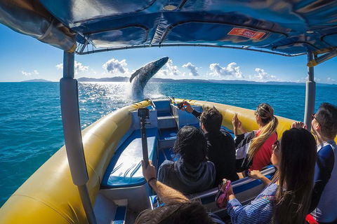 Ocean Rafting Tour To Whitehaven Beach, Hill Inlet Lookout & Top Snorkel Spots - Dalby Accommodation 4