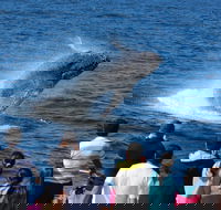 Tangalooma Island Resort Whale Watching Day Cruise - Dalby Accommodation