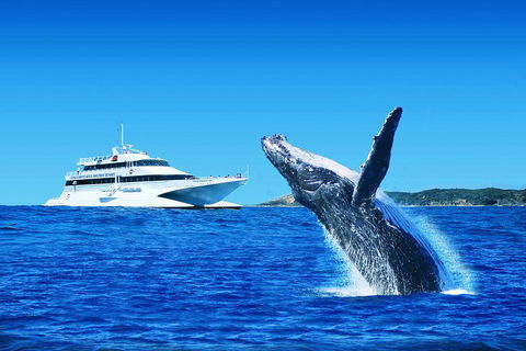 Tangalooma Island Resort Whale Watching Day Cruise - Dalby Accommodation 1