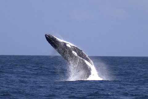 Tangalooma Island Resort Whale Watching Day Cruise - Dalby Accommodation 4