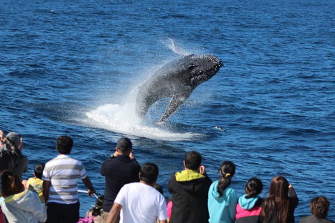 Tangalooma Island Resort Whale Watching Day Cruise With Dolphin Viewing - Dalby Accommodation 1
