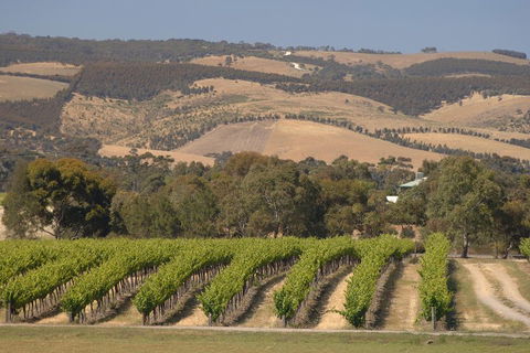 McLaren Vale And Glenelg Wine Tasting And Sightseeing (Half-day Afternoon) - Dalby Accommodation 2
