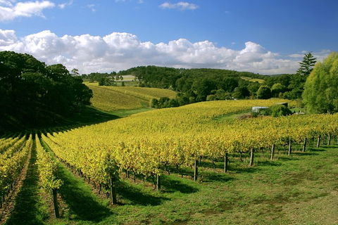 McLaren Vale And Glenelg Wine Tasting And Sightseeing (Half-day Afternoon) - Dalby Accommodation 4