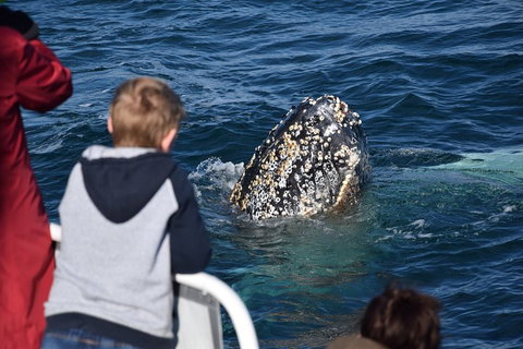 Phillip Island Whale Watching Tour - Dalby Accommodation 2