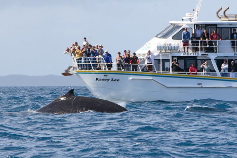 Phillip Island Whale Watching Tour - Dalby Accommodation 4