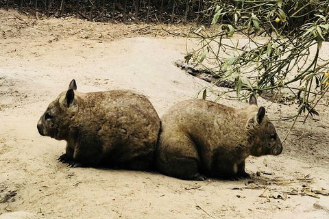 Phillip Island Penguin Parade, Brighton Bathing Boxes And Wildlife Park Tour - Dalby Accommodation 0