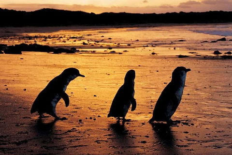 Phillip Island Penguin Parade, Brighton Bathing Boxes And Wildlife Park Tour - Dalby Accommodation 1