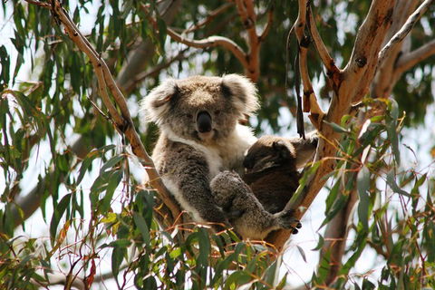 Phillip Island Penguin Parade, Brighton Bathing Boxes And Wildlife Park Tour - Dalby Accommodation 4