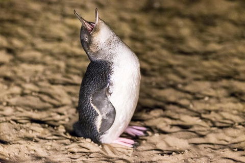 Phillip Island Penguin Parade, Brighton Bathing Boxes And Wildlife Park Tour - Dalby Accommodation 5