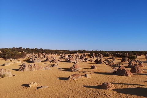 Pinnacles Day Trip From Perth Including Yanchep National Park - Dalby Accommodation 3