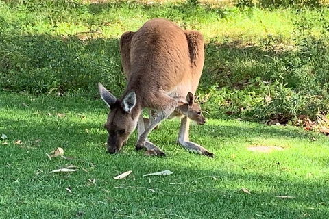 Pinnacles Day Trip From Perth Including Yanchep National Park - Dalby Accommodation 4