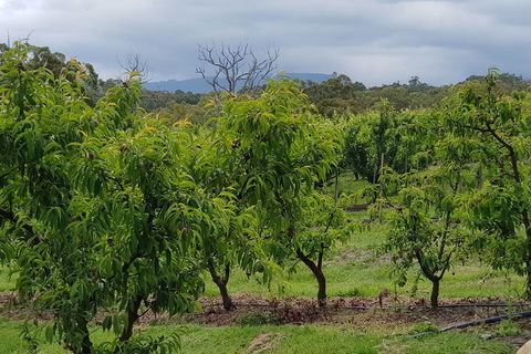 Yarra Valley Wineries And Rayners Orchard Tour From Melbourne - Dalby Accommodation 2