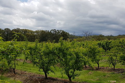 Yarra Valley Wineries And Rayners Orchard Tour From Melbourne - Dalby Accommodation 4