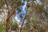Kangaroo Island 4WD Tour - Best of KI in 2 Days, North Cape