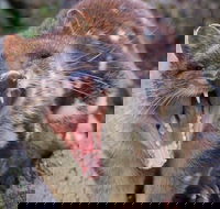 After Dark Tasmanian Devil Feeding Tour at Cradle Mountain - Dalby Accommodation