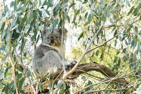 Ultimate Reverse Direction - 12 Apostles, Great Ocean Road - Small Group Tour - Dalby Accommodation 5