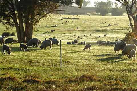 The Big Wave Rock (Private) Day Tour - Dalby Accommodation 1