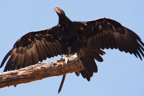 Puffing Billy And Healesville Sanctuary Scenic Tour - Dalby Accommodation 4