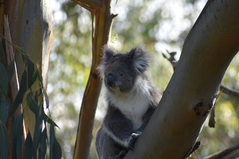 Healesville Sanctuary And Phillip Island Wildlife Bus Tour - Dalby Accommodation 0