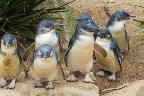 Healesville Sanctuary And Phillip Island Wildlife Bus Tour - Dalby Accommodation 2