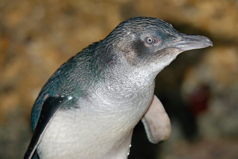Healesville Sanctuary And Phillip Island Wildlife Bus Tour - Dalby Accommodation 4