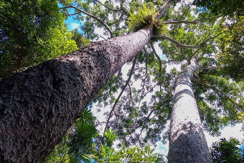 Paronella Park And Millaa Millaa Falls Full-day Tour From Cairns - Dalby Accommodation 1