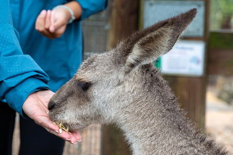 Private Blue Mountains Escape The Crowds SUV Tour - Dalby Accommodation 2