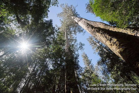 Mt Field And Styx Valley Photography Tour - Dalby Accommodation 1
