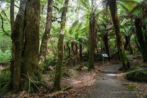 Mt Field And Styx Valley Photography Tour - Dalby Accommodation 2